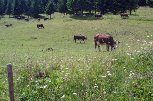 Ferdinand the Bull's family grazing in the wild flowers. Picture by Thomson Bike Tours.