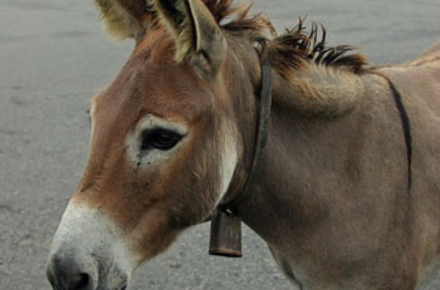 Mascot of Wisdom Group waits in cooling fog at top of Col de Soulour.