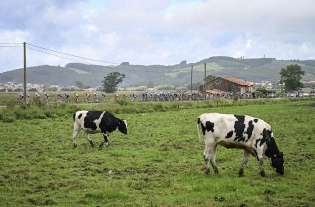 Cows greeting the cyclists