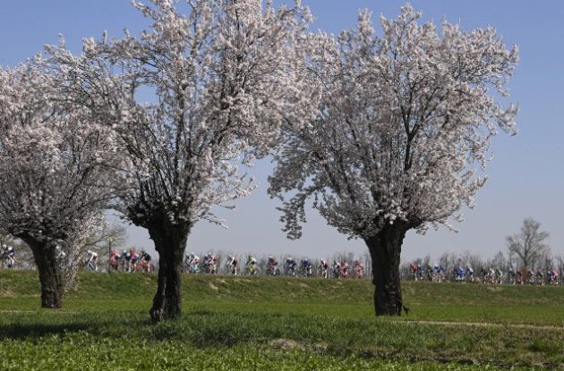 Cyclists riding past flowering trees during Italian spring
