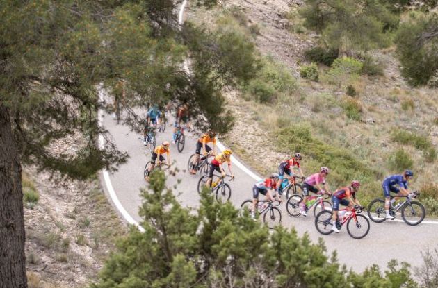 Cyclists cornering below pine trees in Catalonia
