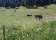 Ferdinand the Bull's family grazing in the wild flowers. Picture by Thomson Bike Tours. Ferdinand the Bull's family grazing in the wild flowers. Picture by Thomson Bike Tours.