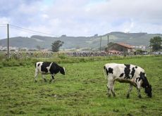 Cows greeting the cyclists