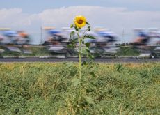 Sunflower watching Tour de France