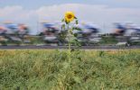 Sunflower watching Tour de France